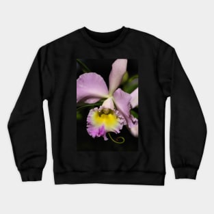 Cattleya Orchid in Pink & Mauve Crewneck Sweatshirt